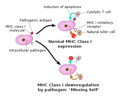 400px-Missingself.svg 400px-Missingself.svg