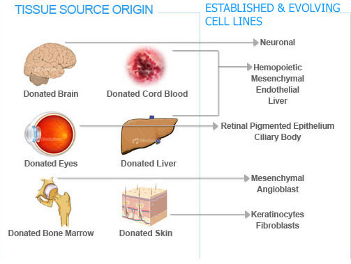SourcesofStemCells_2colb SourcesofStemCells_2colb