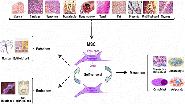 enmesenchymalstem1