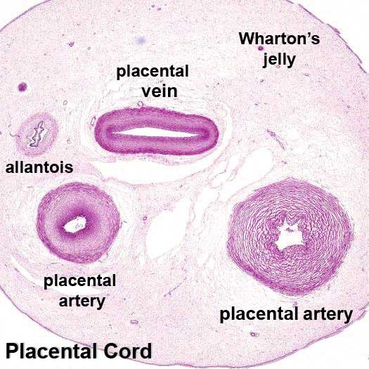 Placental_cord_cross-section