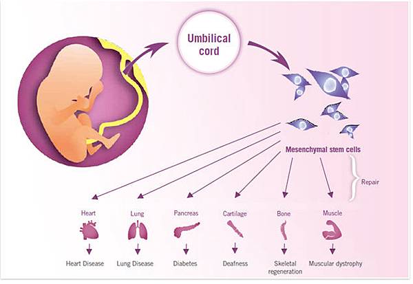 stemcell_umbilical_09