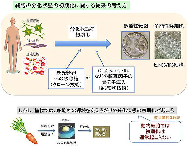 Cell 細胞 察爾斯大夫美麗殿堂dr Charles Meridien Palace 痞客邦