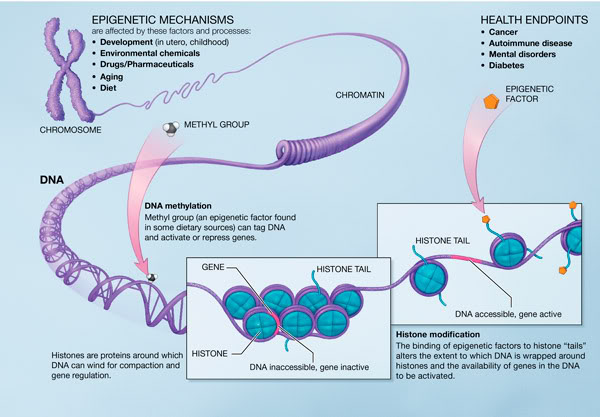 EpigeneticsMechanism