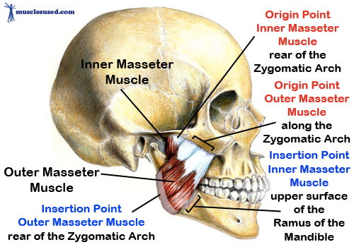 THE-MASSETER-MUSCLE