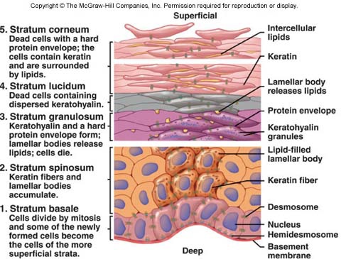 mc_ch05_fig03