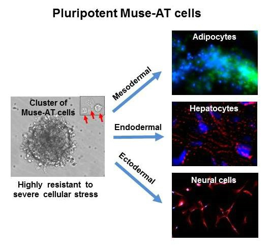 Muse Cell Multi Lineage Differentiating Stress Enduring Cell 察爾斯大夫 美麗殿堂 Dr Charles Meridien Palace 痞客邦