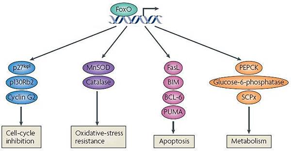 FOXO_transcriptional_targets