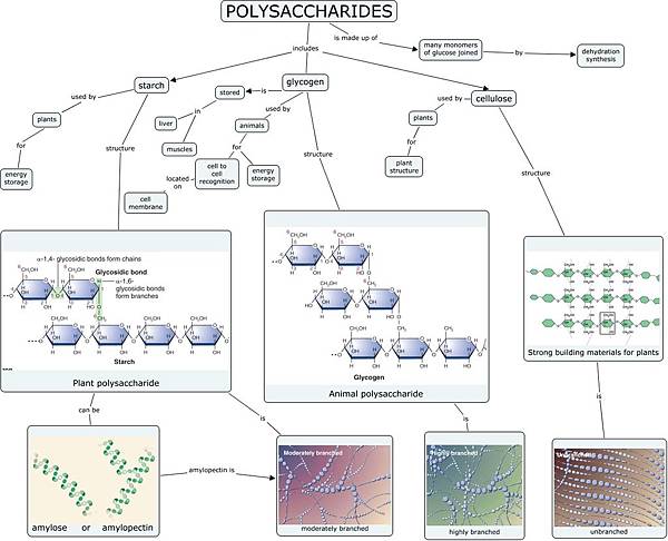 polysaccharide