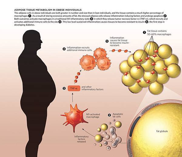 Obese_Infograph