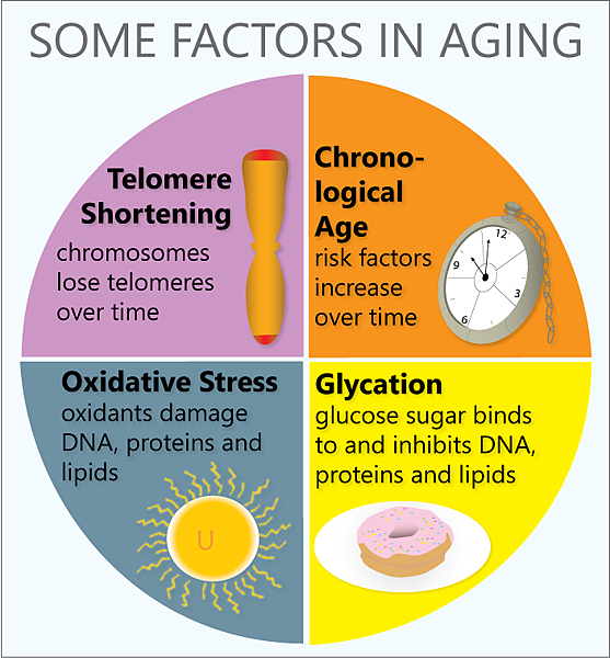 2-factors_in_aging