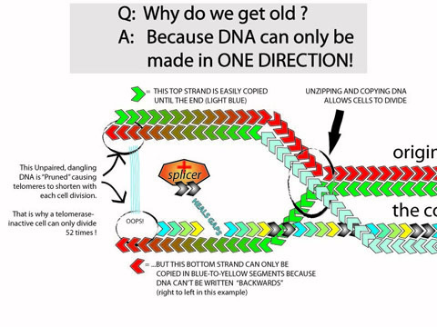 dna_onedirection