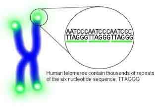 telomere-zoom