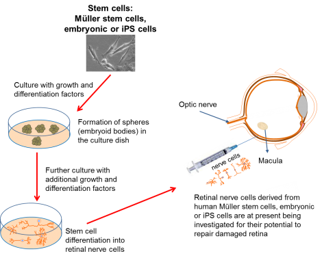 Making retinal nerve cells.img_assist_custom-470x378