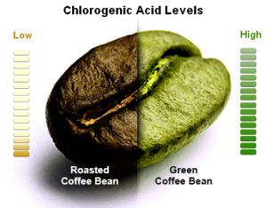 chlrogenic-acid-level-300x234