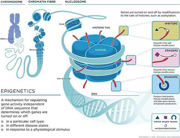 rvx_epigenetics