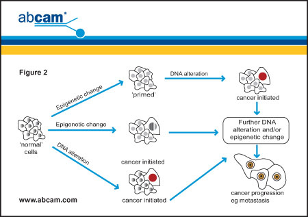 7-Epigenetics Fig 1