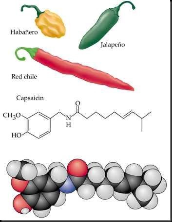 Capsaicin_thumb2