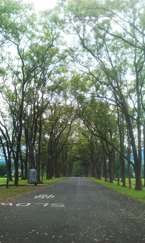 新屋綠色走廊