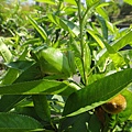 DSC00488.JPG