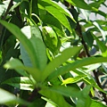 DSC00485.JPG