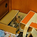 20101219