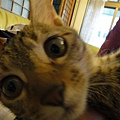 20101219
