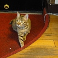 20101219新項圈