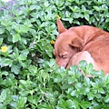 在花圃裡睡覺的Lucy