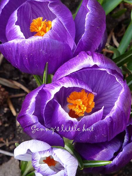 dark purple crocus.jpg