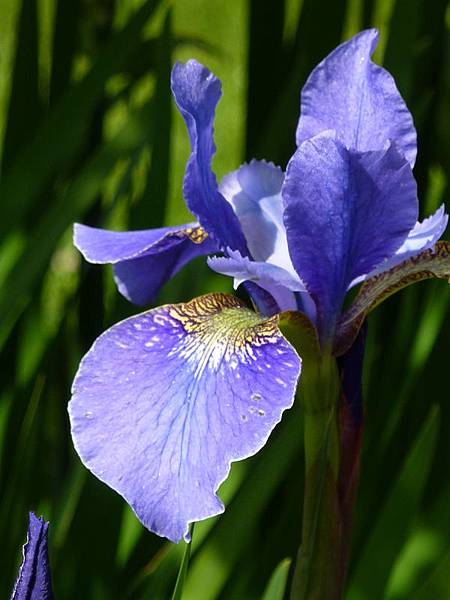 Early June garden 135.JPG