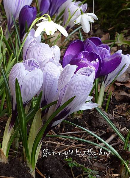 snow drops like street lights.jpg