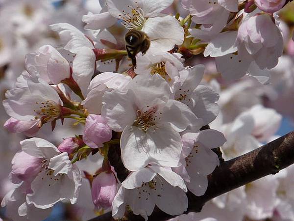 cherry blossom 24.JPG cherry blossom 24.JPG