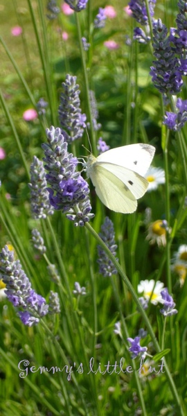 butterfly and lavender.jpg