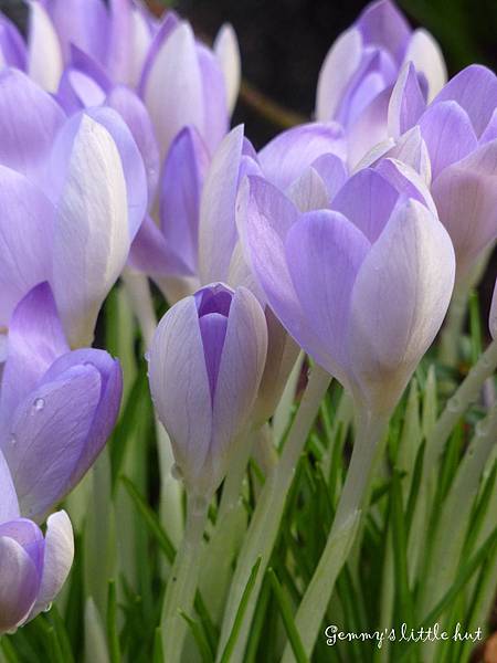 FEB. 2010 crocus(light purple).jpg