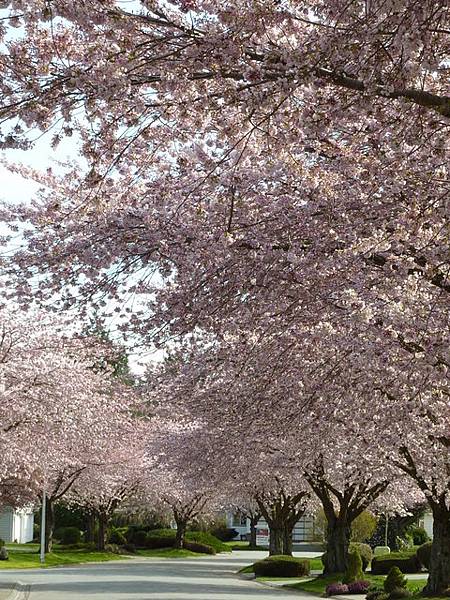 cherry blossom 10.JPG