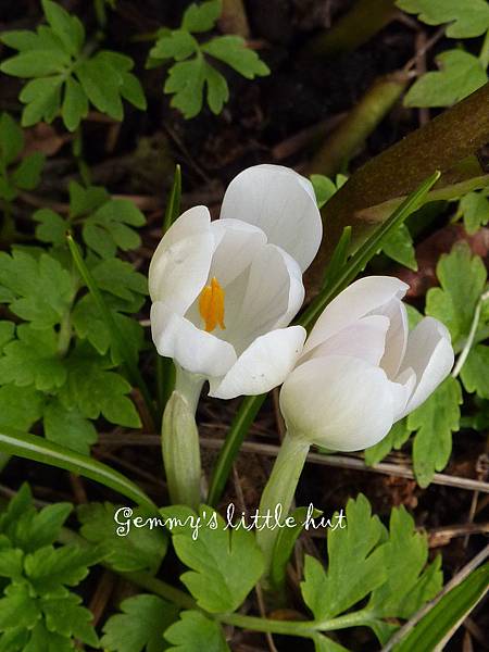 pure white crocus.jpg