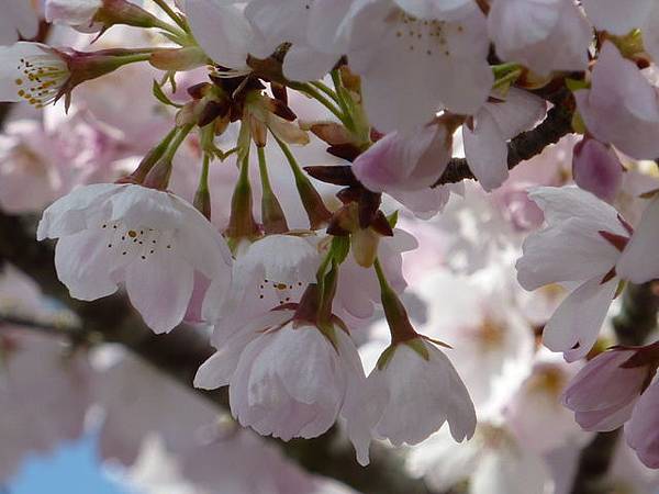 cherry blossom 23.JPG cherry blossom 23.JPG