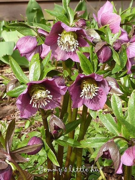 三月中花園Helleborus.jpg 三月中花園Helleborus.jpg