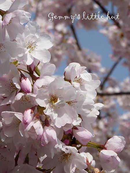 cherry blossom 1.JPG