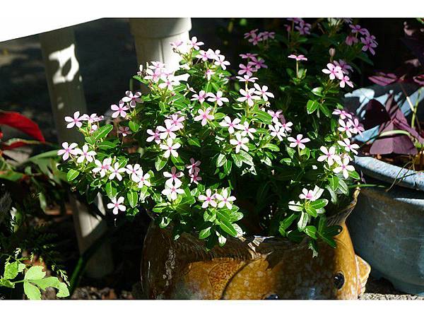 PhotoCap_069.jpg PhotoCap_069.jpg