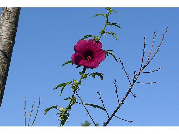 PhotoCap_077.jpg PhotoCap_077.jpg