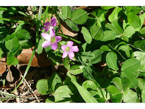 PhotoCap_079.jpg PhotoCap_079.jpg