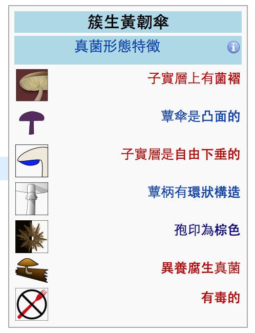 簇生黃靭傘