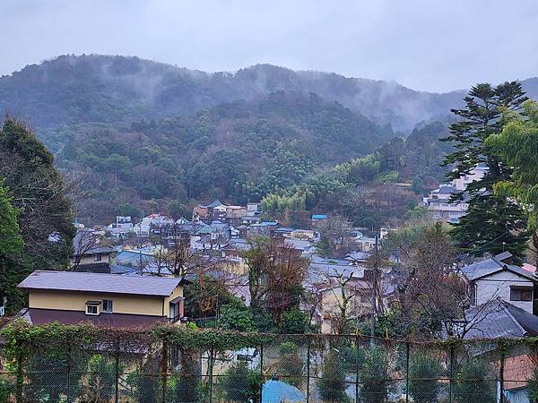 [雪莉丸出遊]2024.2月一個人的日本-伊豆修善寺看櫻花(