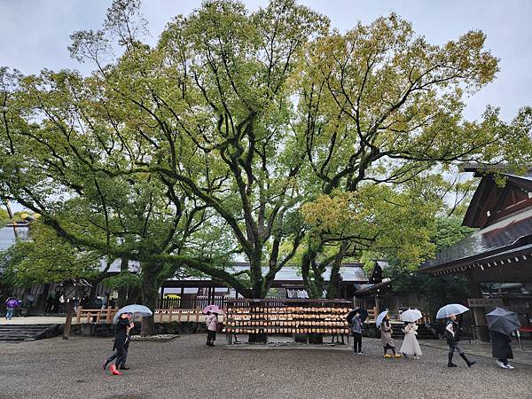 [雪莉丸出遊]2024.2月一個人的日本-有4個東京巨蛋大的