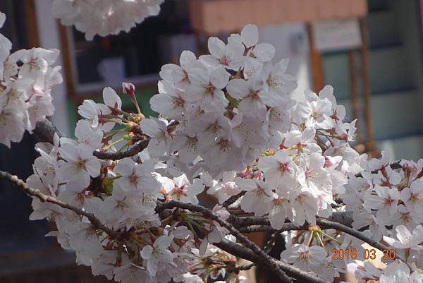 DSC05687 DSC05687