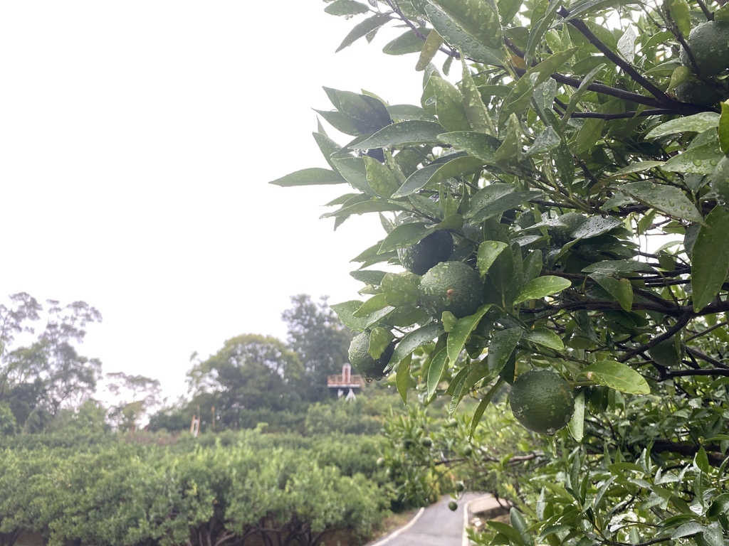 [食記] 苗栗橙香森林-山中景觀咖啡廳