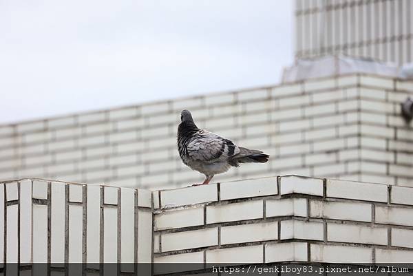 [開箱] 輕便型自走砲！CANON RF 100-400mm