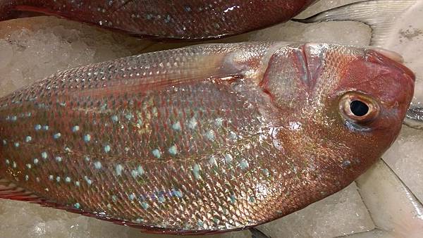 真鯛 嘉鱲 加納 加鱲 即時鮮 痞客邦