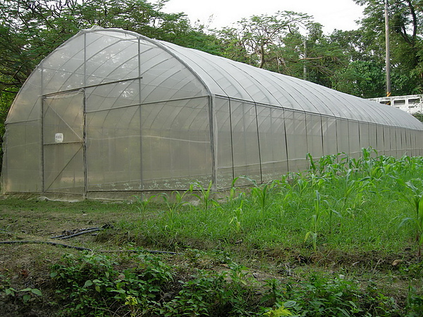 網室菜園